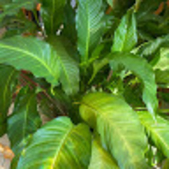 Meet your Posher, Rachel - Picture 1 of 1